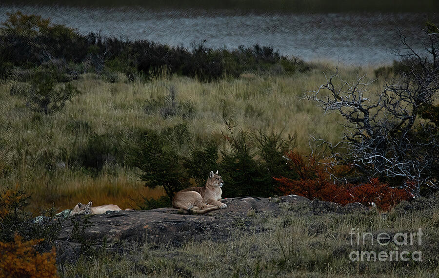 Evening Ease Photograph by C Ray Roth - Fine Art America