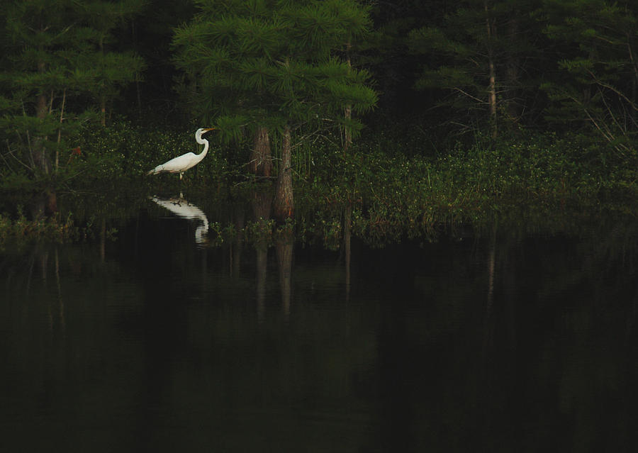 Evening Egret Photograph by Suzanne Gaff