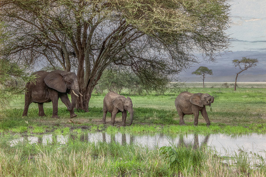 Evening Elephants Tanzanias in Tarangire National Park Photograph by Marcy Wielfaert
