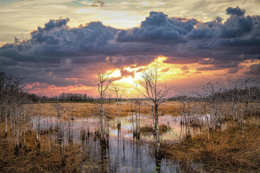 Evening Everglades Photograph by Debra and Dave Vanderlaan