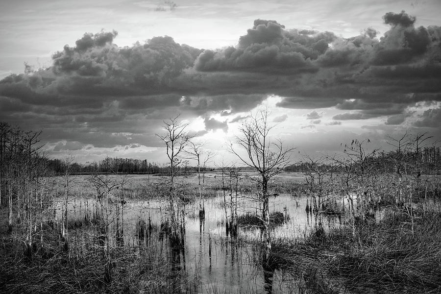 Evening Everglades in Black and White Photograph by Debra and Dave Vanderlaan