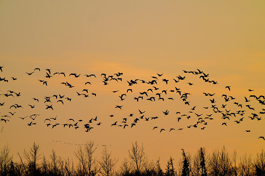 Evening Flight Photograph by Harry Banks Evening Flight Photograph by Harry Banks