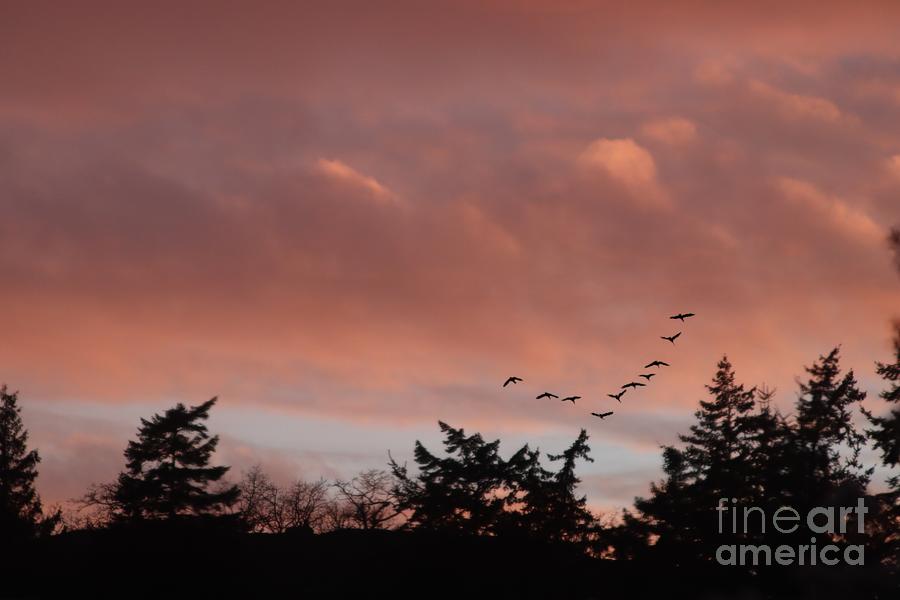 Evening Flight Photograph by Kimberly Furey
