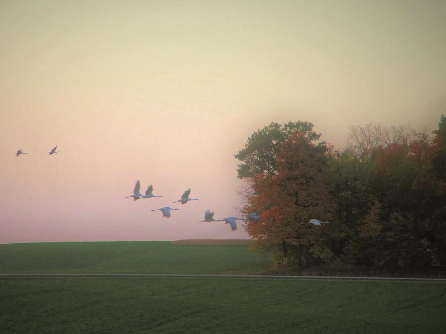 Evening Flight Photograph by Mary Wolf