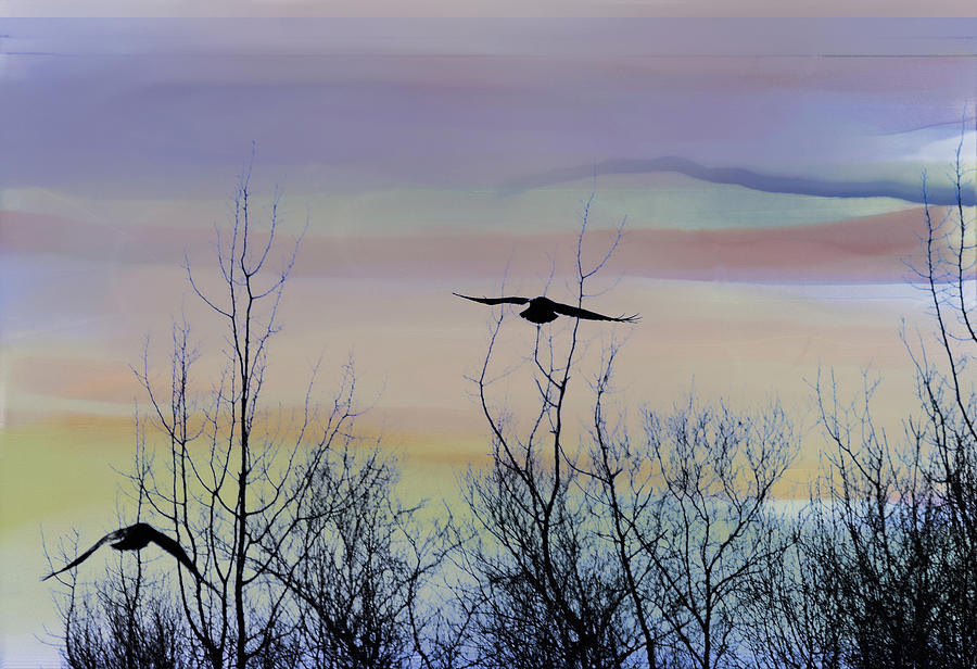 Evening Flight Digital Art by Sue Capuano