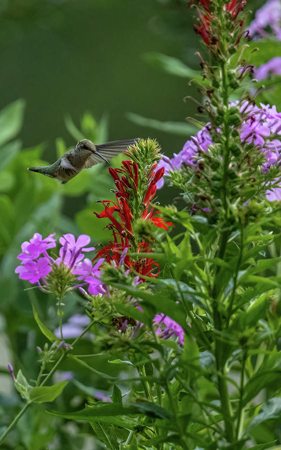 Evening Garden and Hummingbird Photograph by Rachel Morrison