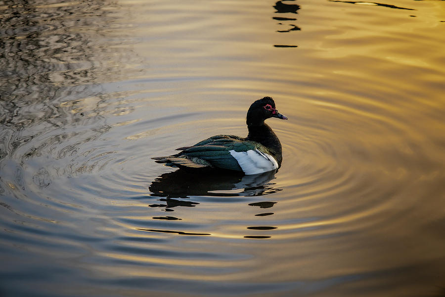 Duck Photograph - Evening Glow by Martin Newman
