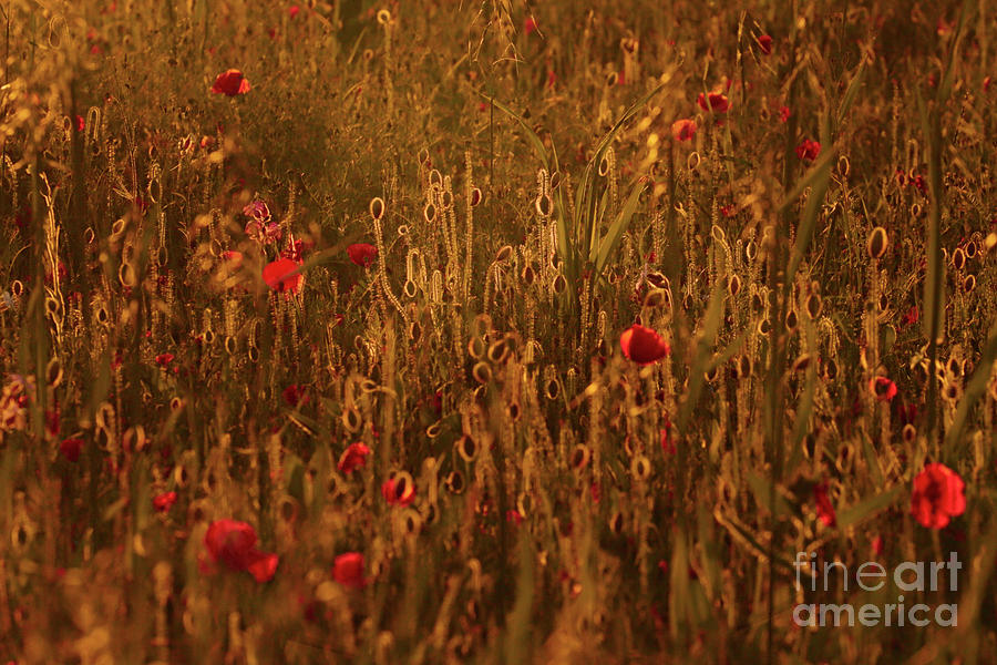 Evening Glow On The Poppy Field Photograph