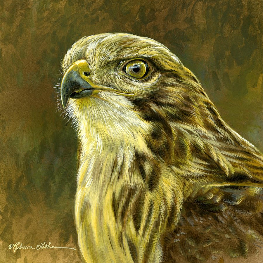 Evening Golds - Redtail Hawk Portrait Painting by Rebecca Latham - Fine ...