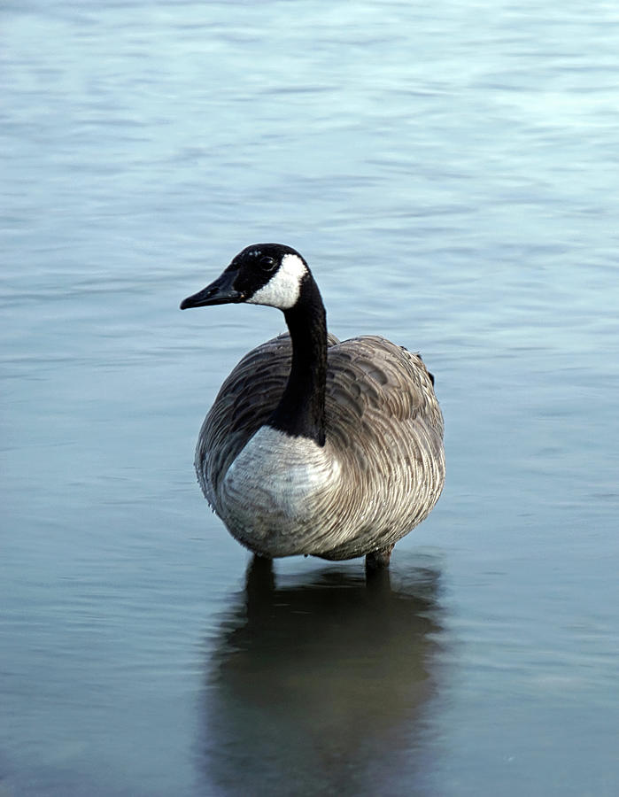 Geese Photograph - Evening Goose by Brian Kerls