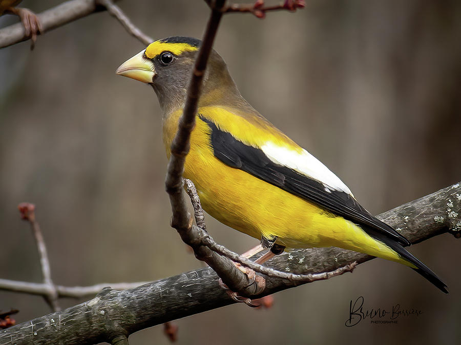 Evening grosbeak Photograph by Bruno Barriere - Fine Art America