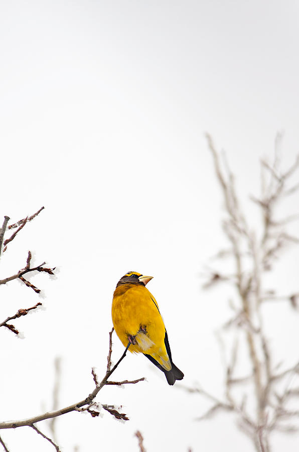 Evening Grosbeak on the Lookout  Photograph by Maggie Terlecki
