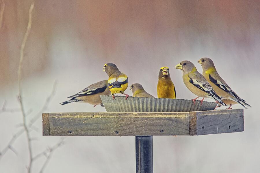 Evening Grosbeaks At The Feeder Mixed Media by Sue Capuano Evening Grosbeaks At The Feeder Mixed Media by Sue Capuano
