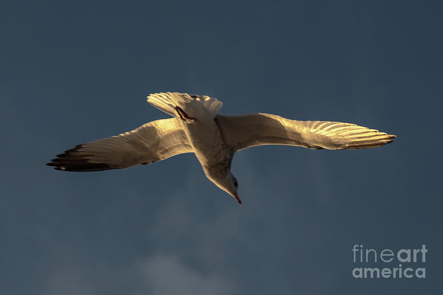 Evening Gull Photograph by Sharon Mayhak