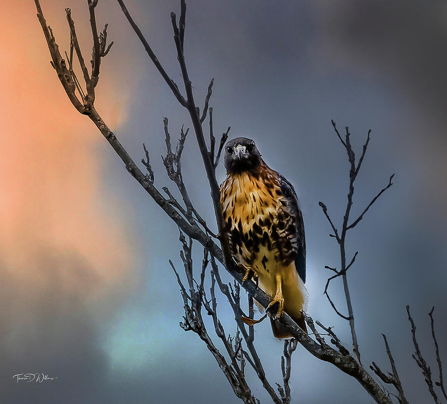 Evening Hawk  Photograph by Theresa D Williams