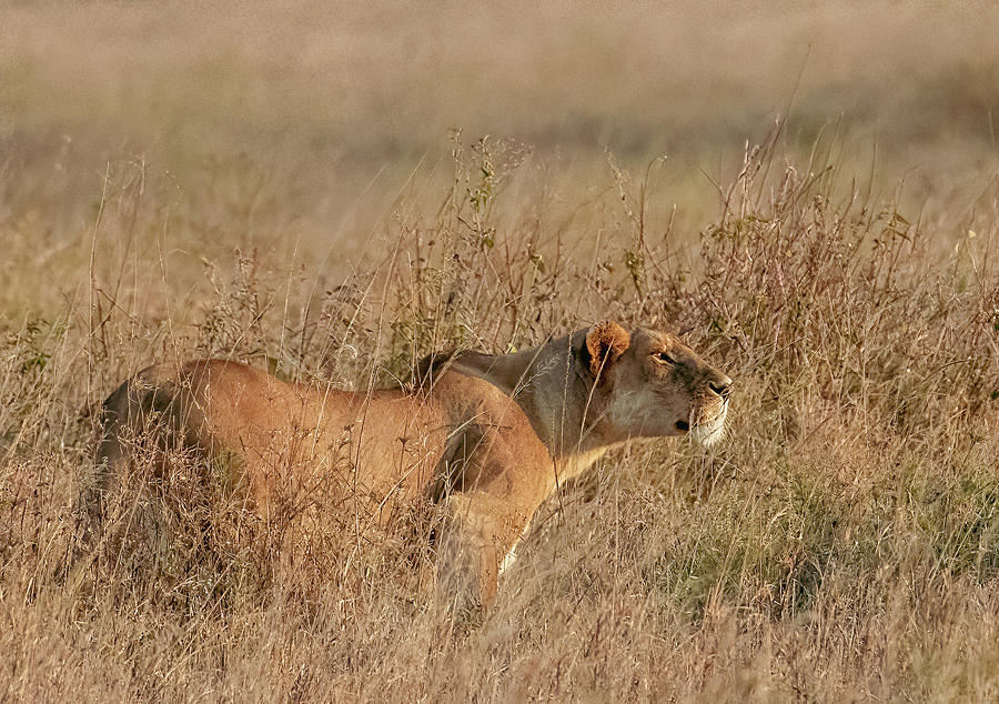 Evening Hunter, Serengeti National Park Photograph by Marcy Wielfaert
