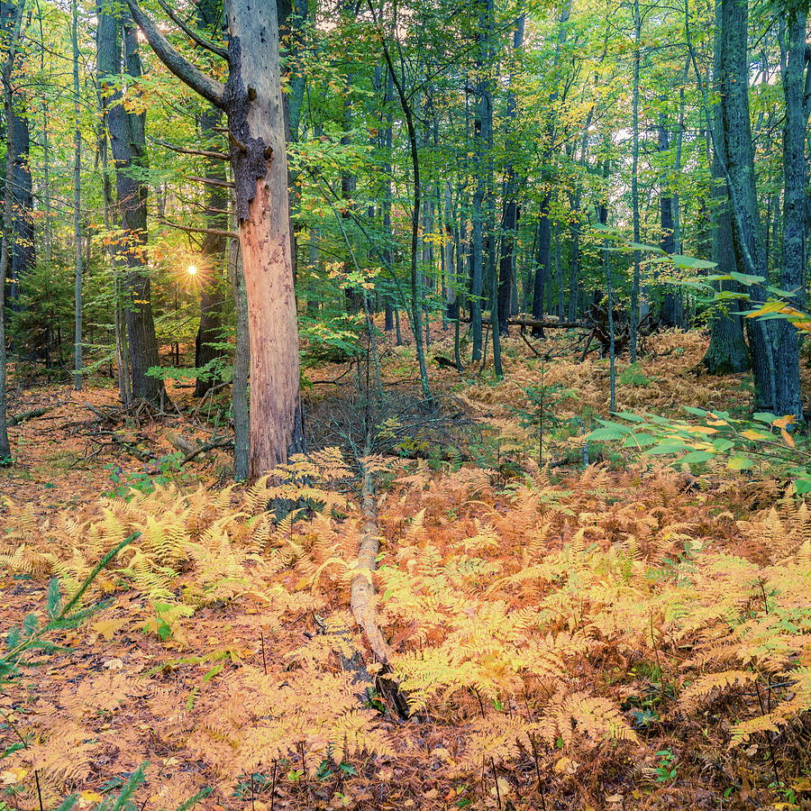 Evening in a forest in New England Photograph by Alexey Stiop