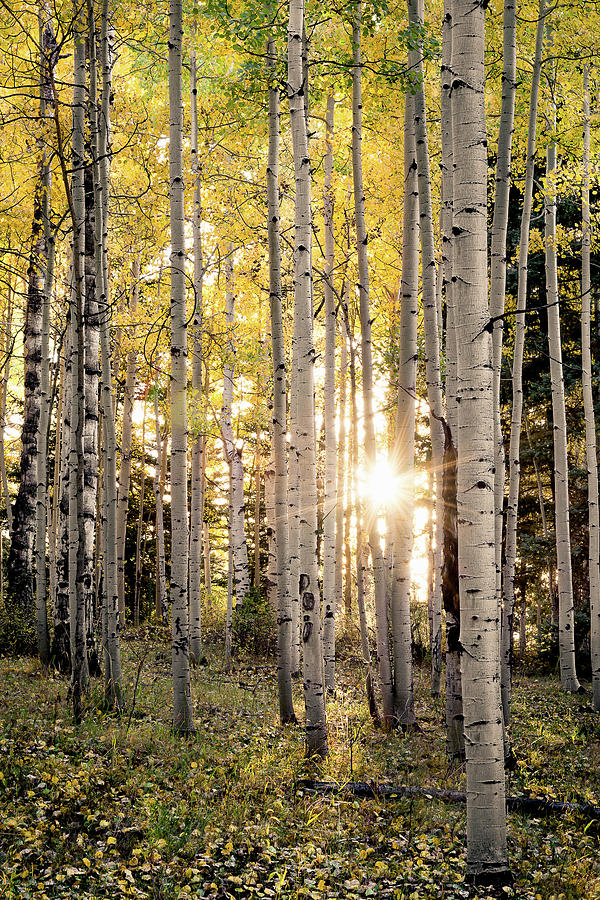Evening In An Aspen Woods Vertical Photograph by The Forests Edge Photography - Diane Sandoval