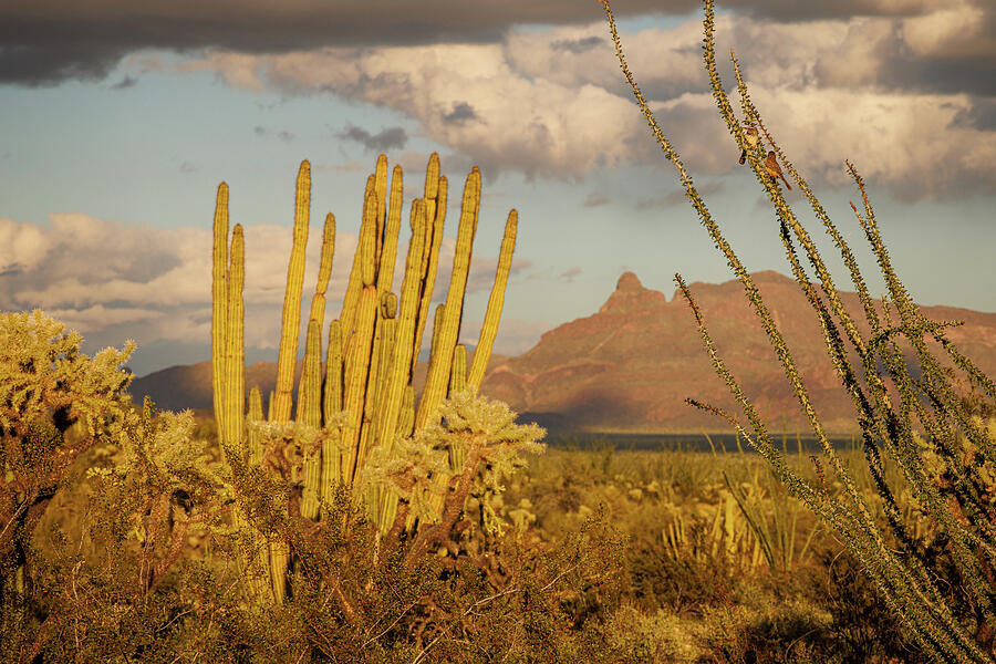 Wren Photograph - Evening in the desert by Jean Noren