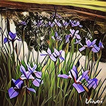 Evening Irises Photograph by Mark Egerton
