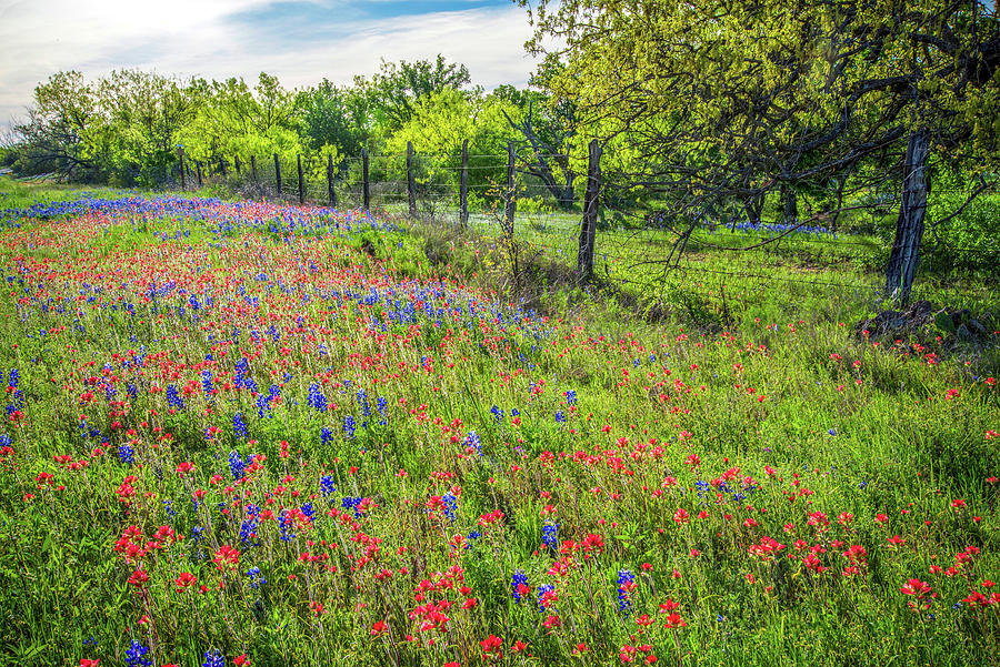 Evening Light and Wildflowers in the Texas Hill Country Photograph by Lynn Bauer