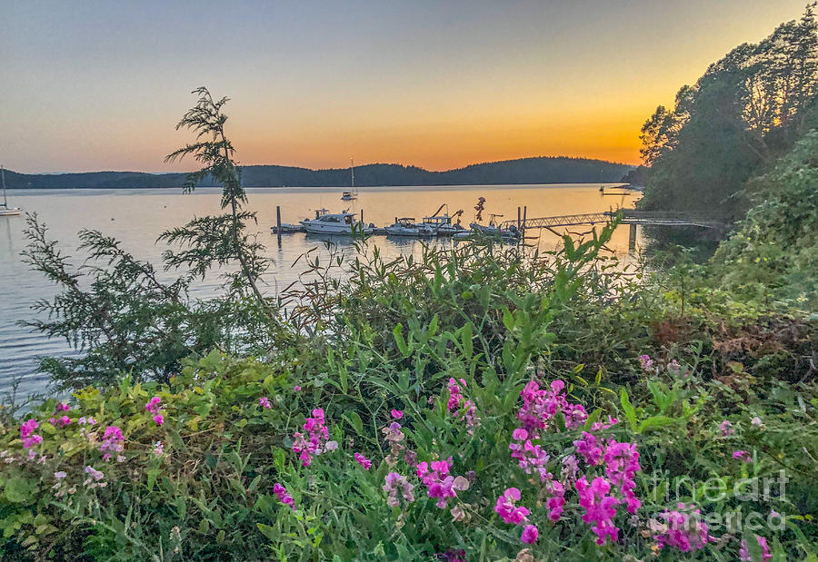 Evening Light in West Sound Photograph by William Wyckoff