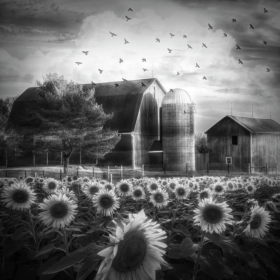 Evening Light on the Sunflowers in Black and White Photograph by Debra and Dave Vanderlaan