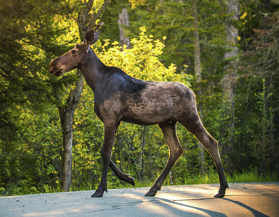 Evening Moose 2 Photograph by White Mountain Images
