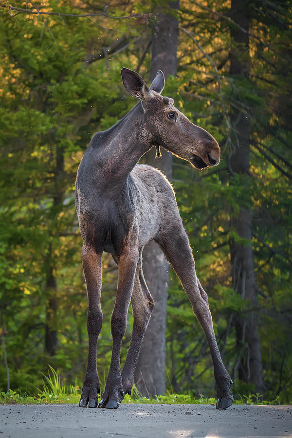 Evening Moose Photograph by White Mountain Images