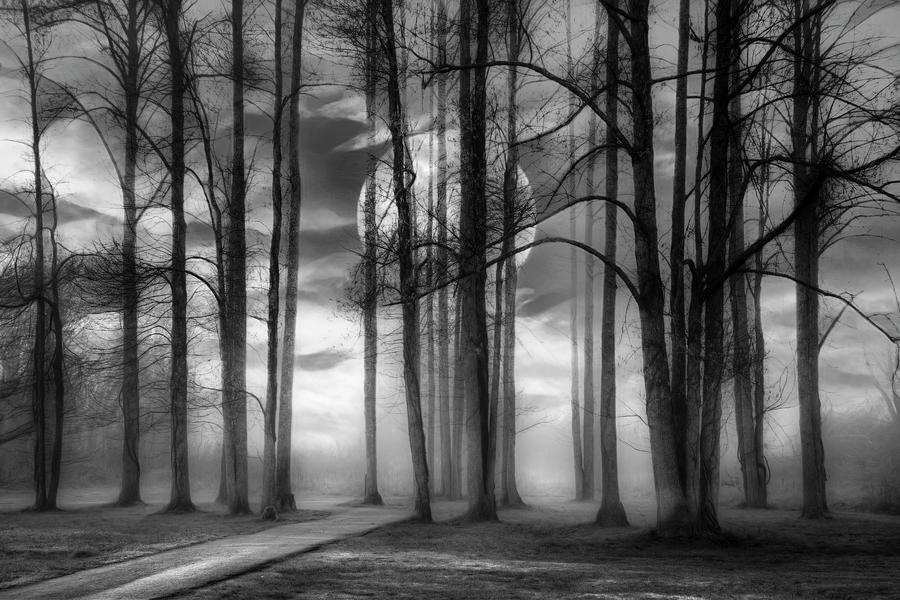 Evening Mystery Black and White Photograph by Debra and Dave Vanderlaan