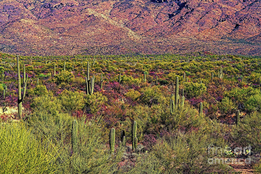 Evening On The Sonoran Photograph by Jon Burch Photography