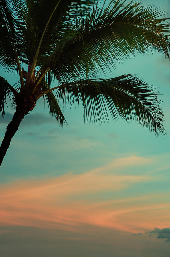Evening Palm Teal Photograph