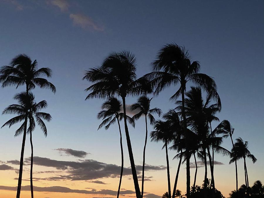 Evening Palms Photograph by Andrea Callaway