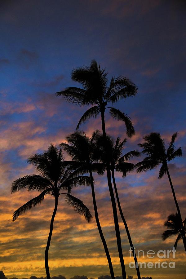 Evening Palms Photograph by Kelly Wade
