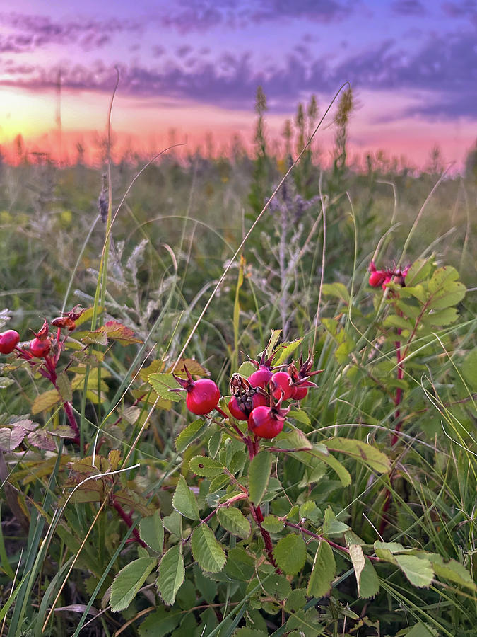 Evening Prairie Rose Photograph by Alex Blondeau