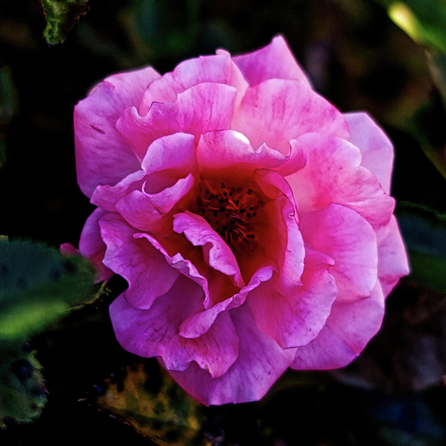 Evening Rose Photograph by Daniel Beard
