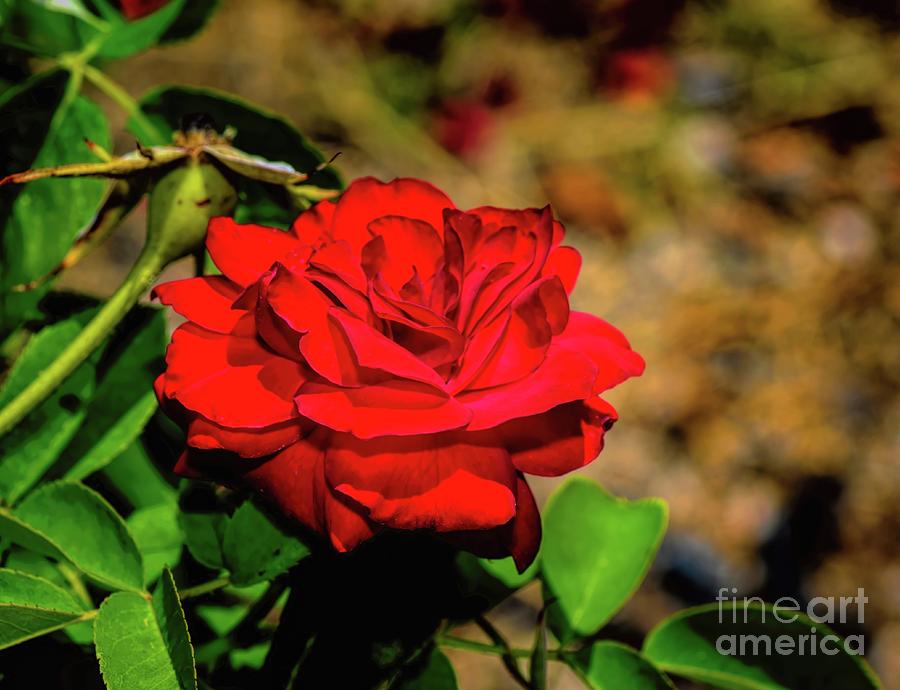 Evening Rose Photograph by Diana Mary Sharpton