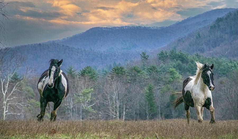 Morning Run About, Cades Cove Horse Series Photograph by Marcy Wielfaert