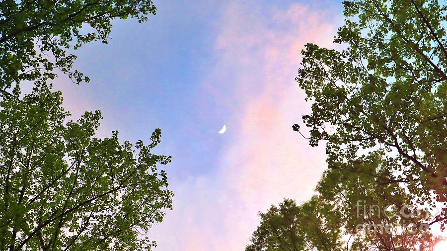 Lunar Canopy Half Moon Elegance Over Treetops Photograph