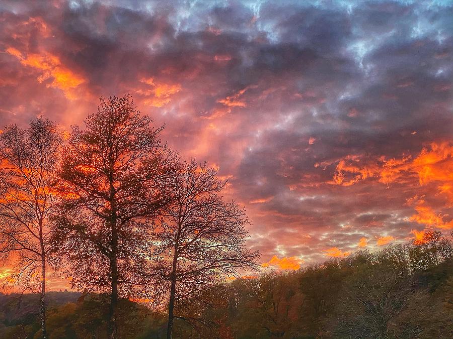 Evening sky with trees  Photograph by Chris Clark
