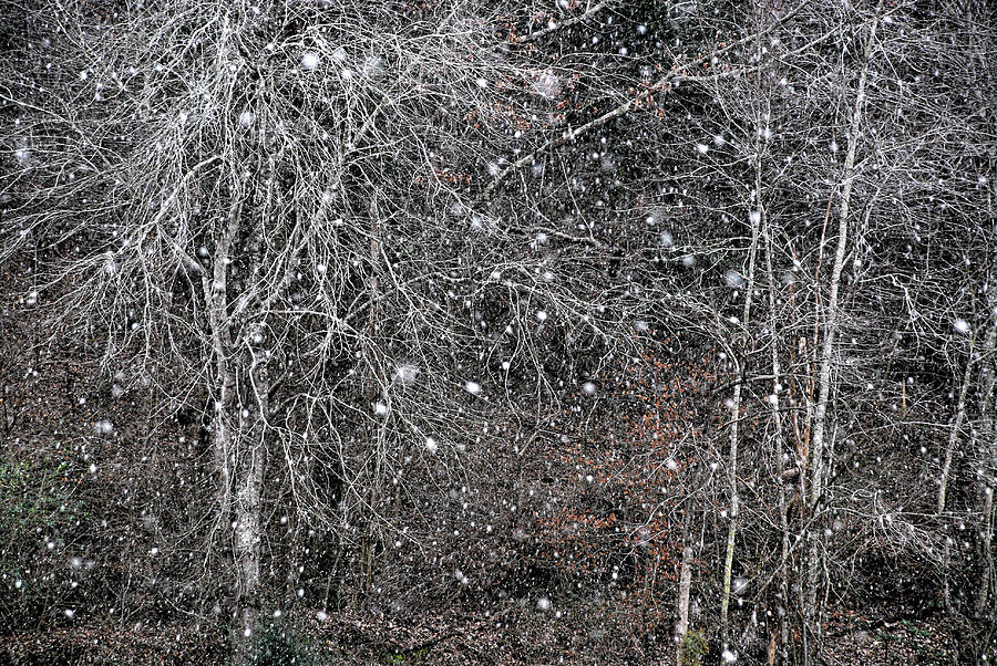 Evening Snow Photograph by Linda Segerson