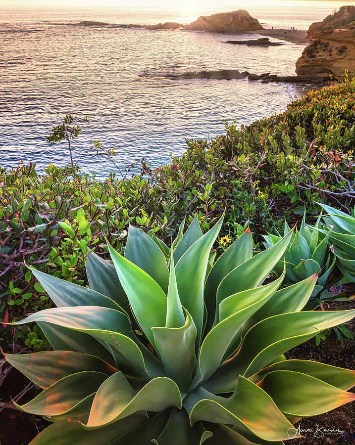 Evening Succulent Photograph by Aaron Burrows