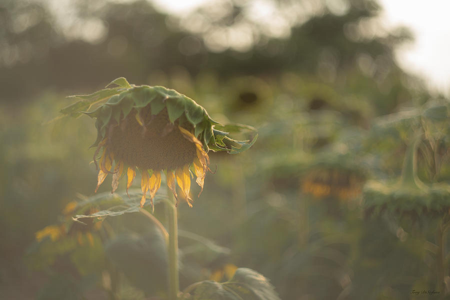Evening Sunflower Photograph by Tony DiStefano