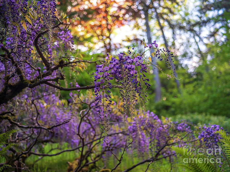 Evening Sunlit Wisteria Branches Photograph