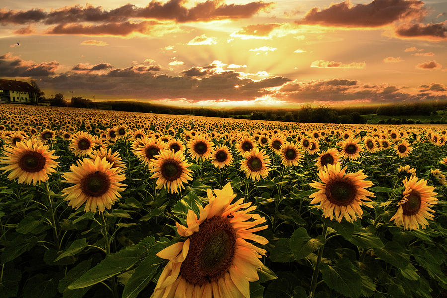Evening Sunset Sunflowers Photograph by Debra and Dave Vanderlaan