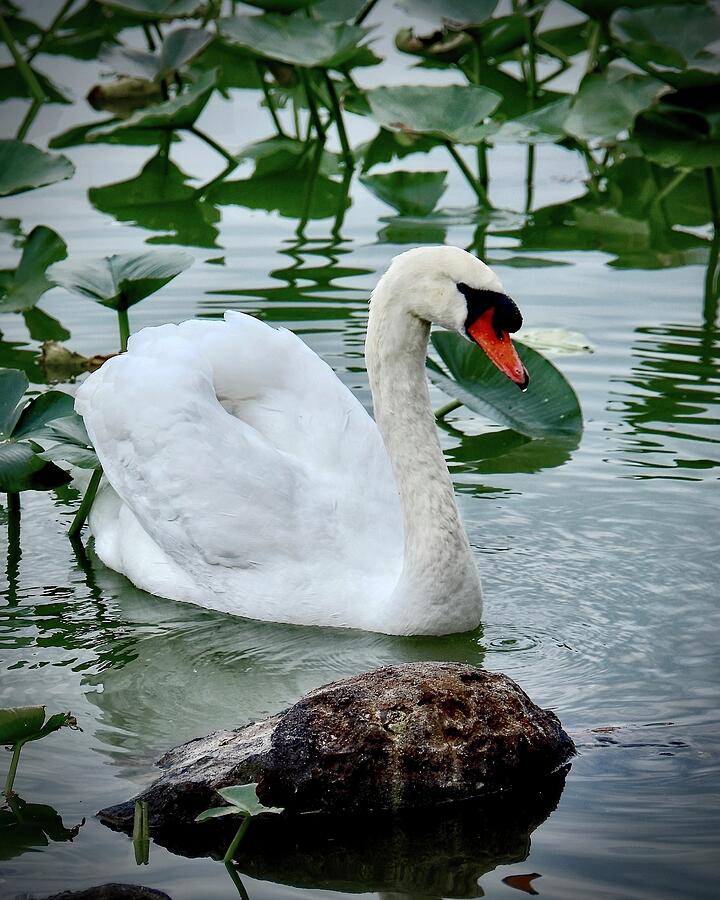 Evening Swan Photograph by Carol Bradley
