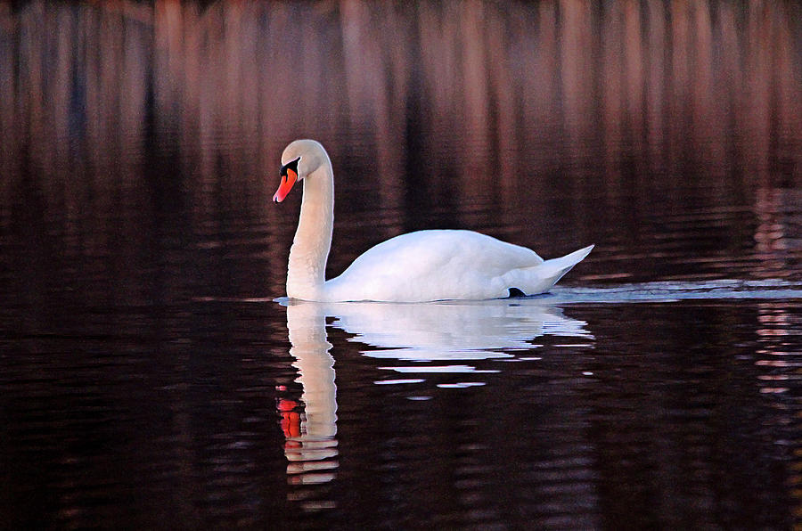 Swan Photograph - Evening Swim Mute Swan by Debbie Oppermann