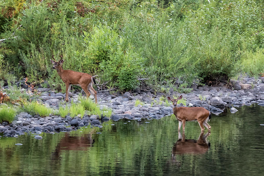 Evening Visit from Deer Photograph by Belinda Greb