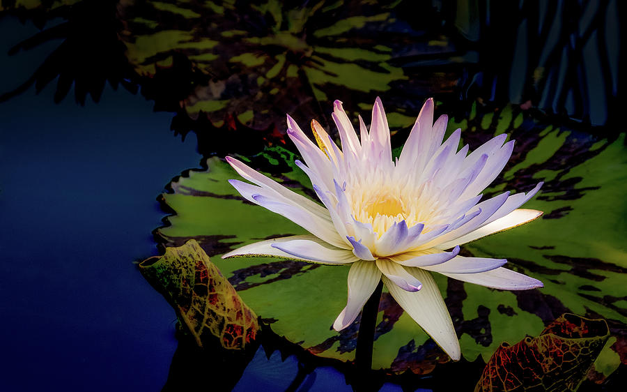 Evening Waterlily Photograph by Julie Palencia