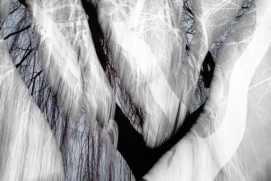 Evening Willow 3 Photograph by Ursula Abresch Evening Willow 3 Photograph by Ursula Abresch